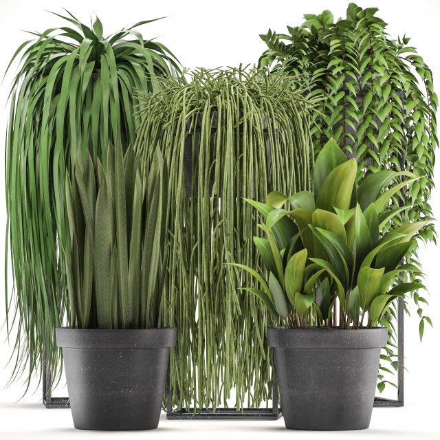collection of exotic plants Model 3D .c4d .max .obj .3ds .fbx .stl .blend 
