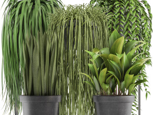 collection of exotic plants Modèle 3D