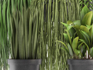 collection of exotic plants Model 3D