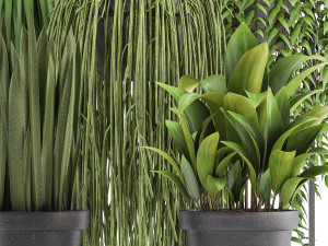 collection of exotic plants Model 3D
