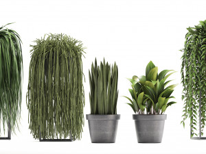 collection of exotic plants Model 3D