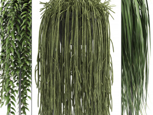 collection of exotic plants Model 3D