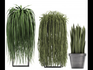collection of exotic plants Model 3D