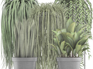 collection of exotic plants Model 3D