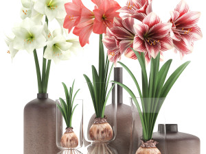 hippeastrum in a flower pot 5 3D Model