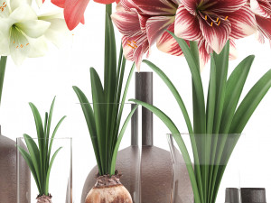 hippeastrum in a flower pot 5 3Dモデル