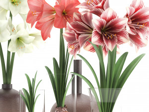 hippeastrum in a flower pot 5 3Dモデル