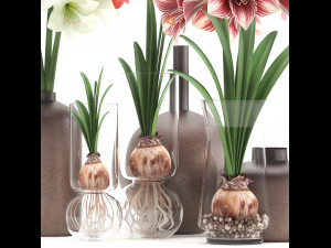 hippeastrum in a flower pot 5 3Dモデル