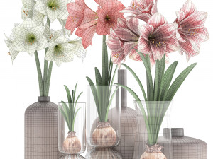 hippeastrum in a flower pot 5 3Dモデル