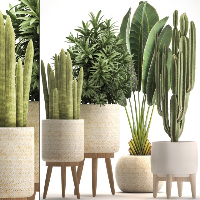 collection of exotic plants Modelo 3D .c4d .max .obj .3ds .fbx .stl .blend