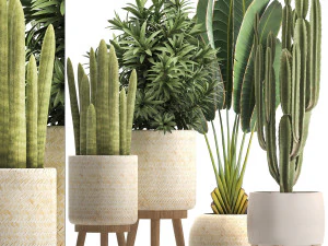 kolekcja egzotycznych roślin Model 3D