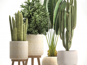 collection of exotic plants Modelo 3D