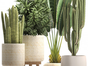 collection of exotic plants Modelo 3D
