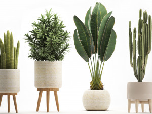 collection of exotic plants Modelo 3D