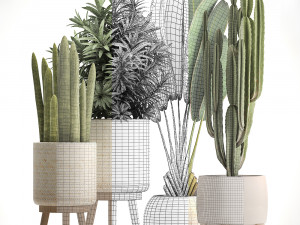 collection of exotic plants Modelo 3D