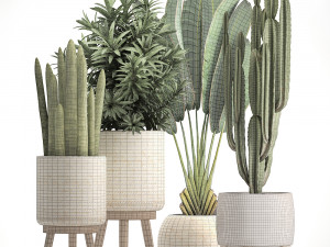 collection of exotic plants Modelo 3D