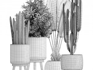 collection of exotic plants Modelo 3D