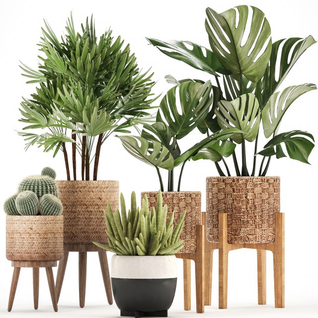 collection of exotic plants Model 3D .c4d .max .obj .3ds .fbx .stl .blend 