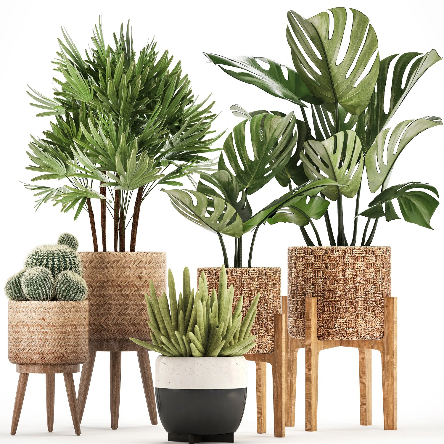 collection of exotic plants 3D Model .c4d .max .obj .3ds .fbx .stl .blend 