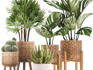 collection of exotic plants Modelo 3D