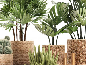 collection of exotic plants 3D Model