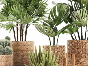 collection of exotic plants Model 3D