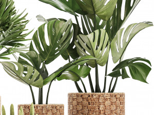 collection of exotic plants Model 3D