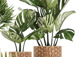 collection of exotic plants 3D Model