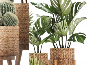 collection of exotic plants 3D Model