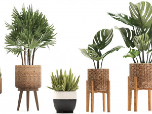 collection of exotic plants Model 3D