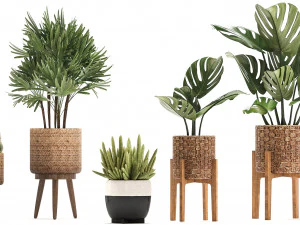 collection of exotic plants 3D Model