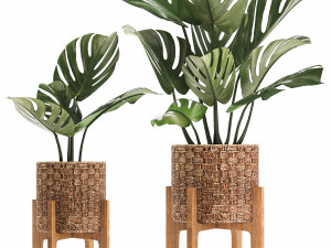 collection of exotic plants Model 3D