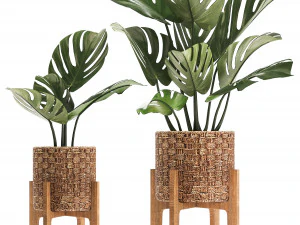 collection of exotic plants 3D Model