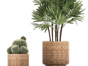 collection of exotic plants Model 3D