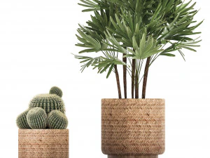 collection of exotic plants 3D Model