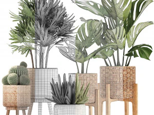 collection of exotic plants 3D Model