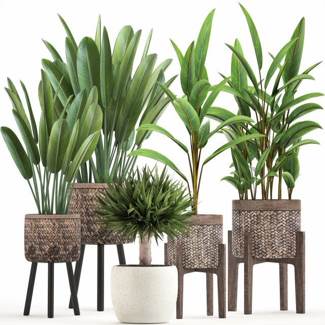 collection of exotic plants Modelo 3D .c4d .max .obj .3ds .fbx .stl .blend 