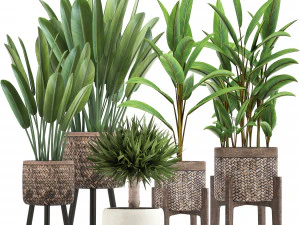 cole&ccedil;&atilde;o de plantas ex&oacute;ticas Modelo 3D