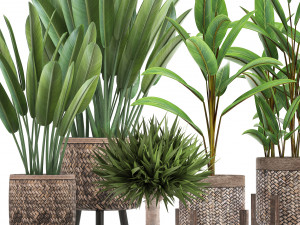 collection of exotic plants Modelo 3D