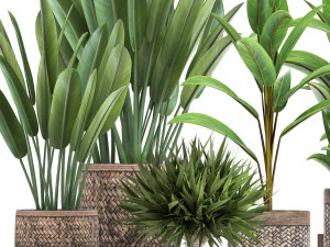 collection of exotic plants 3D Model