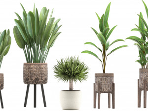 collection of exotic plants Modelo 3D
