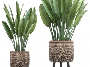 collection of exotic plants 3D Model