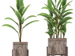 collection of exotic plants Modelo 3D
