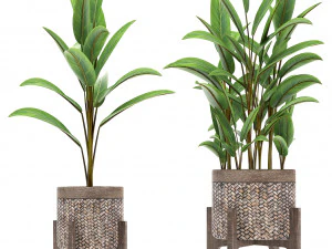 collection of exotic plants 3D Model