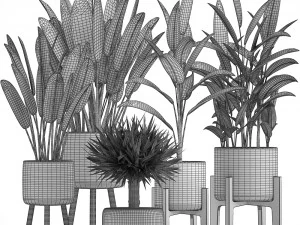collection of exotic plants 3D Model