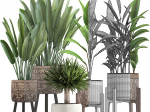 collection of exotic plants Modelo 3D