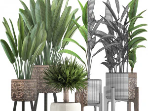 collection of exotic plants 3D Model
