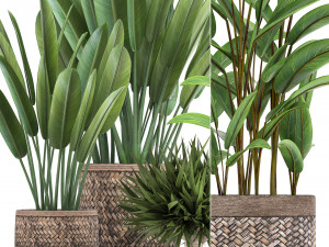 collection of exotic plants Modelo 3D
