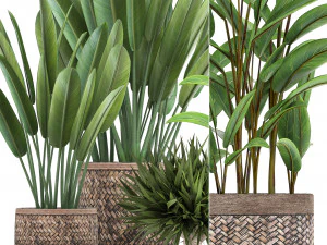 collection of exotic plants 3D Model