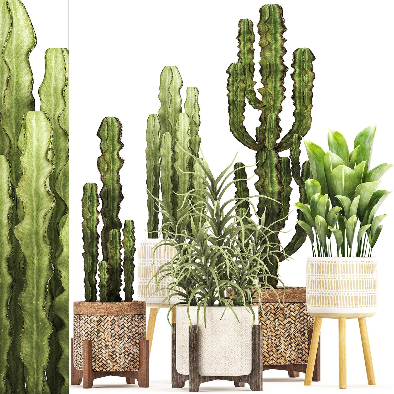 collection of exotic cactus plants 7 3D Model .c4d .max .obj .3ds .fbx .stl .blend 